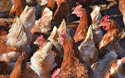 Nuovo Regolamento UE 268/2019 per la ricerca della Salmonella nel pollame
